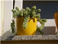 sedum
